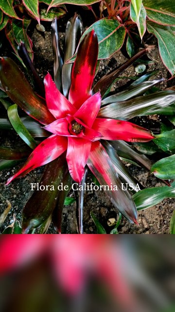 Flora de California USA